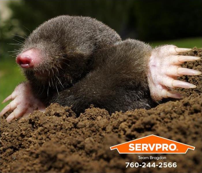 A mole is shown digging.